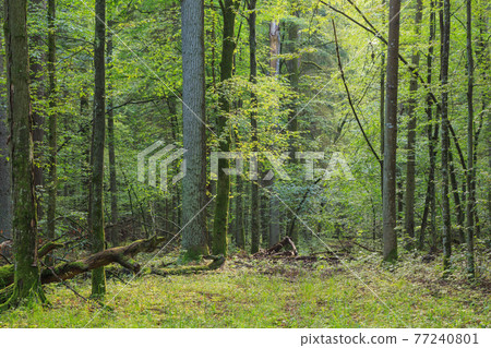 Natural mixed tree stand in summer Natural mixed tree stand in summer 77240801