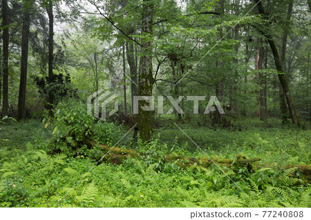 Natural deciduous tree stand 77240808