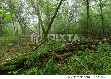 Natural deciduous tree stand 77240819