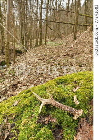 Roe deer antler on moss forgotten Roe deer antler on moss forgotten 77241083