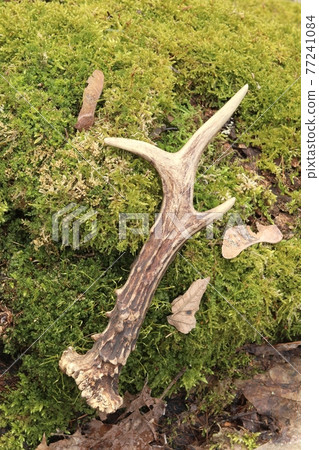 Roe deer antler on moss forgotten Roe deer antler on moss forgotten 77241084