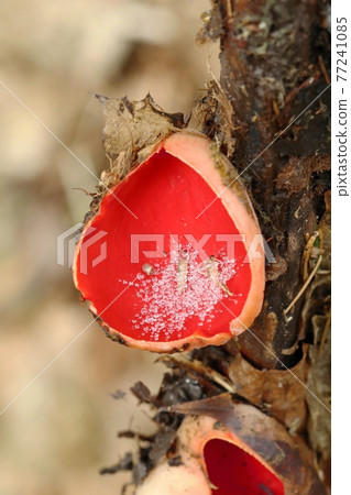 Interesting mushroom scarlet elf cup Sarcoscypha coccinea Interesting mushroom scarlet elf cup Sarcoscypha coccinea 77241085