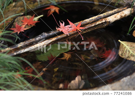Maple floating on the water Maple floating on the water 77241086