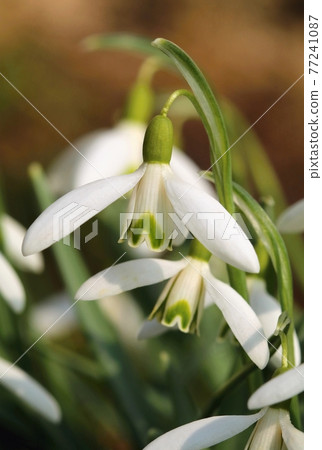 Common snowdrop Galanthus nivalis blooming Common snowdrop Galanthus nivalis blooming 77241087