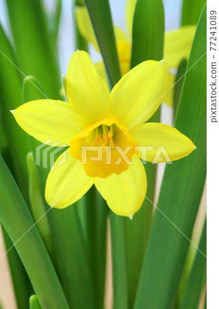 Yellow daffodil Narcissus pseudonarcissus blooming 77241089