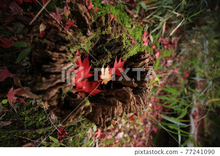 Maple in a stump 77241090