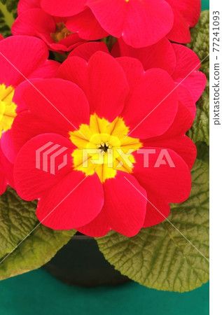 Beautiful common primrose Primula vulgaris Beautiful common primrose Primula vulgaris 77241093