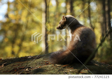 Beautiful cute forest animal. Beech marten, Martes foina, in autumn forest. Wildlife scene from Czech republic 77241123
