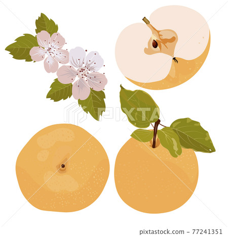 Vector stock illustration of a Snow pear or Korean pear on white background. Nashi pear fruits delicious and sweet. Close-up. Fresh sapodilla. Vector stock illustration of a Snow pear or Korean pear on white background. Nashi pear fruits delicious and sweet. Close-up. Fresh sapodilla. 77241351