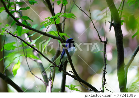 馬鮫魚的Paoles 77241399