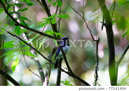 馬鮫魚的Paoles 馬鮫魚的Paoles 77241404