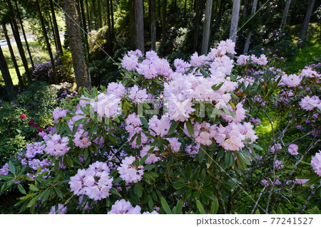 Benzaitenishi Kusunoki no Oka Shakunage in full bloom Benzaitenishi Kusunoki no Oka Shakunage in full bloom 77241527