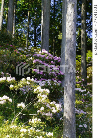 Benzaitenishi Kusunoki no Oka Shakunage in full bloom Benzaitenishi Kusunoki no Oka Shakunage in full bloom 77241531