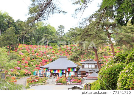 盛開的鹽船觀音寺杜鵑花 77241730