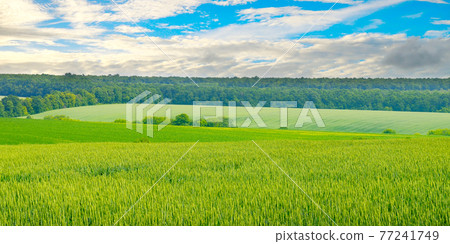 Wheat field and blue sky.Wide photo. Wheat field and blue sky.Wide photo. 77241749