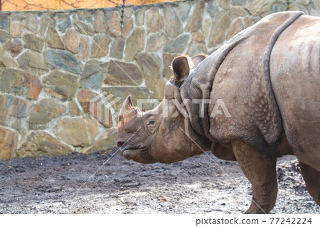 Close-up on an adult rhinoceros in the park. Close-up on an adult rhinoceros in the park. 77242224