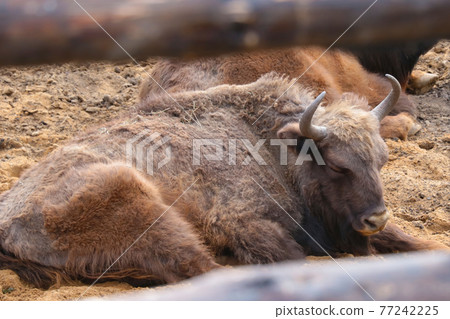 Close-up of an adult bison that is sleeping. 77242225