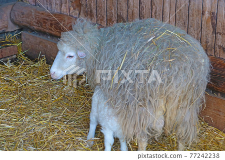 A young lamb drinks milk from her mother. A young lamb drinks milk from her mother. 77242238