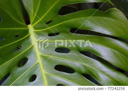 Beautiful large green leaf of a tropical plant. Beautiful large green leaf of a tropical plant. 77242256