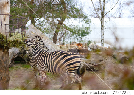 Two zebras are eating hay in the park. 77242264