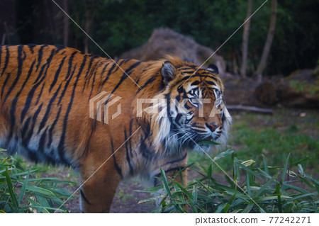 Selective focus. Tiger in the wild, greenery. Selective focus. Tiger in the wild, greenery. 77242271