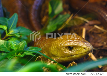 A bright yellow snake hides among the greenery. 77242328