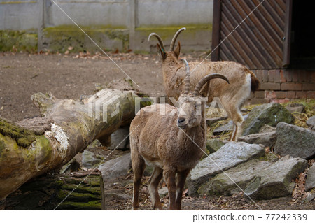 View of the beautiful mountain goats. Wildlife. 77242339
