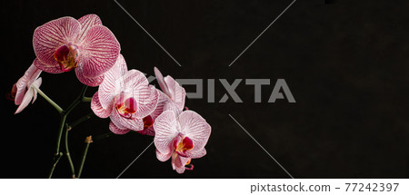Purple orchid on a black background stock images with copy space for text. Banner for spa salon. Purple orchid on a black background stock images with copy space for text. Banner for spa salon. 77242397