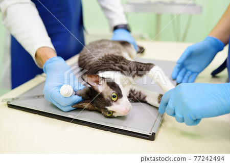 Two veterinarian doctor are going to do an x-ray of the breed Cornish Rex cat during the examination in veterinary clinic. Pet health. 77242494
