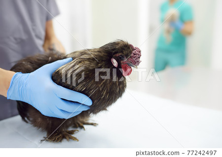 Veterinarian inspection of chicken. Veterinary clinic during work. Farm animals health. Chicken at a vet's appointment. Veterinarian inspection of chicken. Veterinary clinic during work. Farm animals health. Chicken at a vet's appointment. 77242497