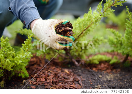 Gardener mulching with pine bark juniper plants in the yard. Seasonal works in the garden. Landscape design. Ornamental shrub juniper. Gardener mulching with pine bark juniper plants in the yard. Seasonal works in the garden. Landscape design. Ornamental shrub juniper. 77242508