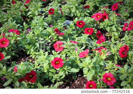 Rows of red claibrachoa flowers growing in pots 77242516