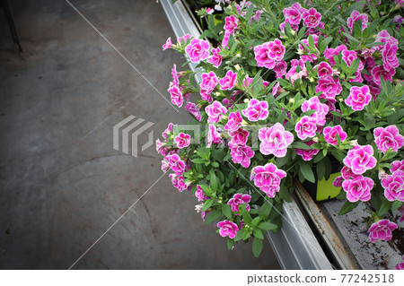 Double Million Bell flower overflow over the edge of a table 77242518