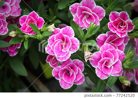 Closeup of double pink and white Million Bell flowers 77242520