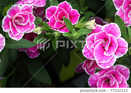 Closeup of double pink and white Calibrachoa flowers Closeup of double pink and white Calibrachoa flowers 77242522