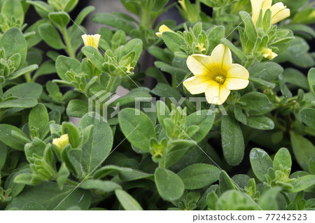 Closeup of a yellow and white Calibrachoa flower 77242523