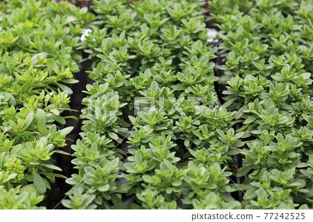 Rows of Million Bells plants growing in seedling trays Rows of Million Bells plants growing in seedling trays 77242525