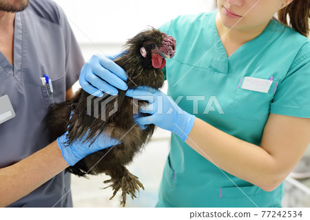 Veterinarian inspection of chicken. Veterinary clinic during work. Farm animals health. Chicken at a vet's appointment. Veterinarian inspection of chicken. Veterinary clinic during work. Farm animals health. Chicken at a vet's appointment. 77242534