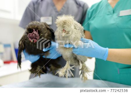 Veterinarian inspection of chickens. Veterinary clinic during work. Farm animals health. Chickens at a vet's appointment. Veterinarian inspection of chickens. Veterinary clinic during work. Farm animals health. Chickens at a vet's appointment. 77242536