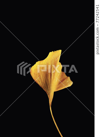 Yellow ginkgo leaf on black background Yellow ginkgo leaf on black background 77242541