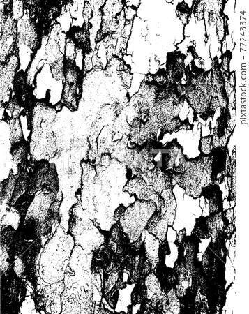 Grunge tree bark texture. Distressed overlay texture. Black and white vector texture Grunge tree bark texture. Distressed overlay texture. Black and white vector texture 77243374