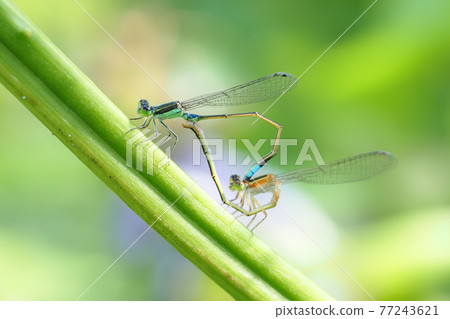 青紋豆娘(交配時雌性不同) 青紋豆娘(交配時雌性不同) 77243621