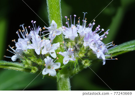 薄荷花 77243669