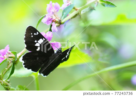 Daimio tethys perching on the flower of Lythrum anceps 77243736