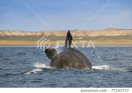 Whale Patagonia Argentina 77243737