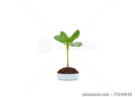 A tree glowing in bottle cup plastic with on white background. save the earth ecology concept. A tree glowing in bottle cup plastic with on white background. save the earth ecology concept. 77244019