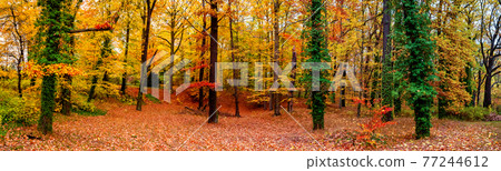 Panoramic view of deciduous forest at golden Autumn colors during warm sunset 77244612