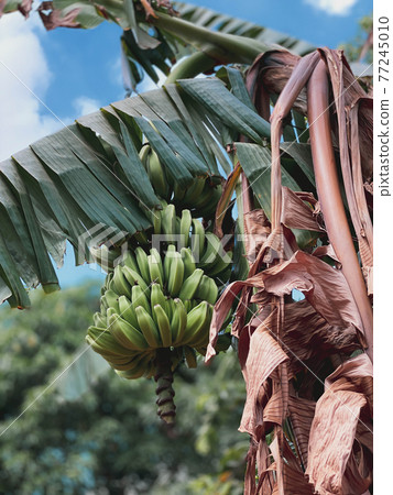 Side view of a banana tree with fruits of green banana against a background of beautiful green foliage. Side view of a banana tree with fruits of green banana against a background of beautiful green foliage. 77245010