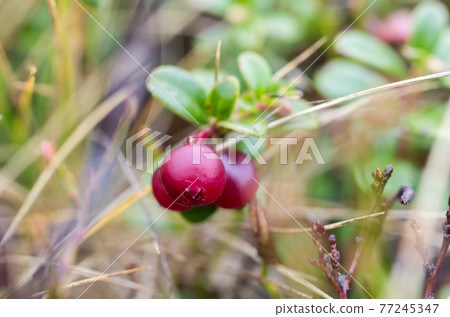 Macro photo of cowberry. Vaccinium in forest. Macro photo of cowberry. Vaccinium in forest. 77245347