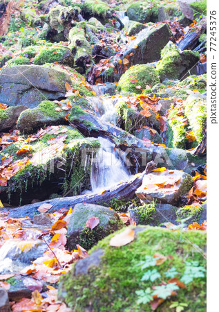 A small mountain river. Forest source of water. The mountain river. A small mountain river. Forest source of water. The mountain river. 77245376